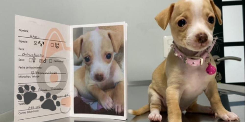 Cachorro Cartilla Certificado Veterinario 