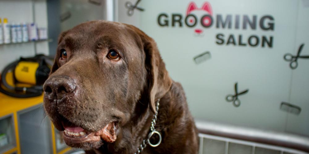 Cuidados Veterinarios Mascotas 