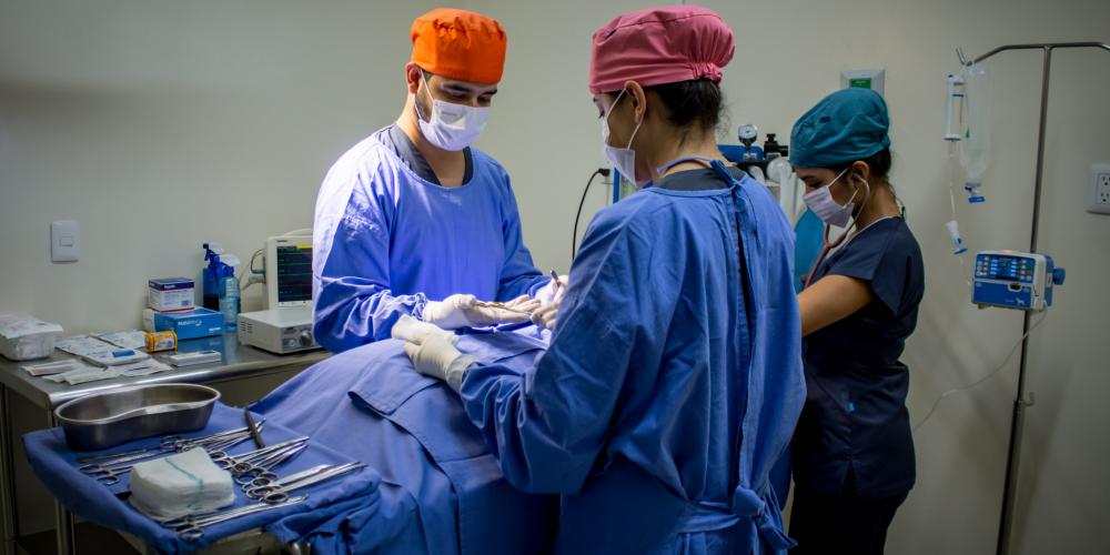 Hospital Veterinario Especialidade Zihuatanejo 