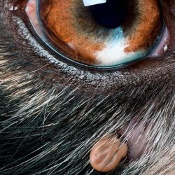 ¿Has oído hablar sobre Ehrlichia Canis o la enfermedad de la garrapata?