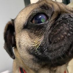 ¿Problemas oftálmicos con tu perro braquicéfalo?