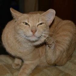 ¿Tu mascota tiene prurito?