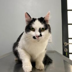 Blog Ventajas Esterilizacion 