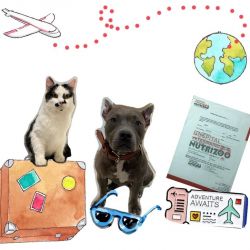 Certificación médica