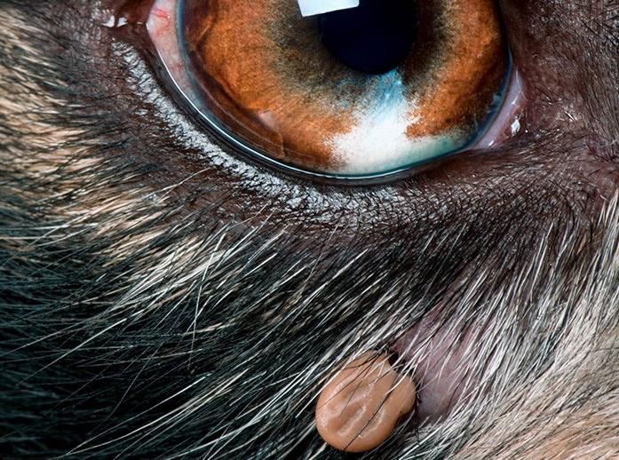 ¿Has oído hablar sobre Ehrlichia Canis o la enfermedad de la garrapata?