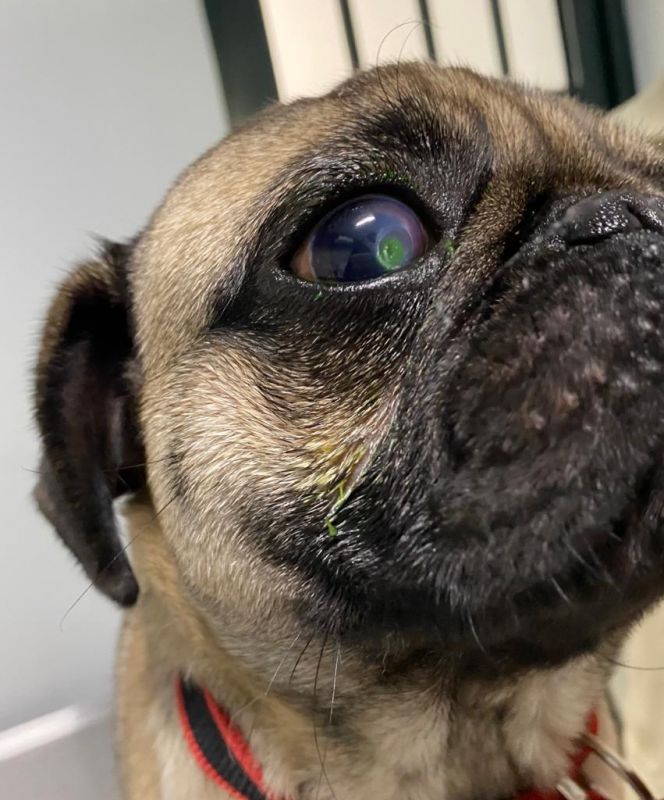 ¿Problemas oftálmicos con tu perro braquicéfalo?