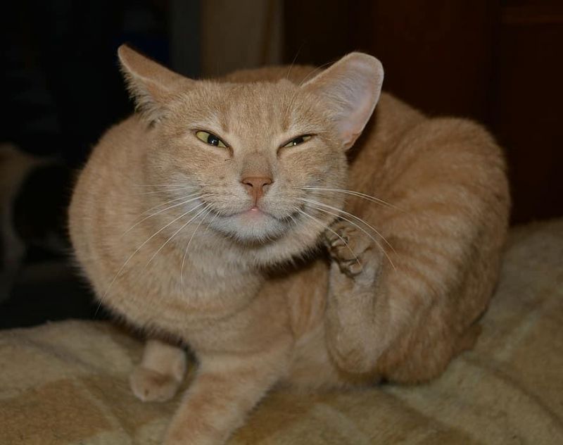 ¿Tu mascota tiene prurito?