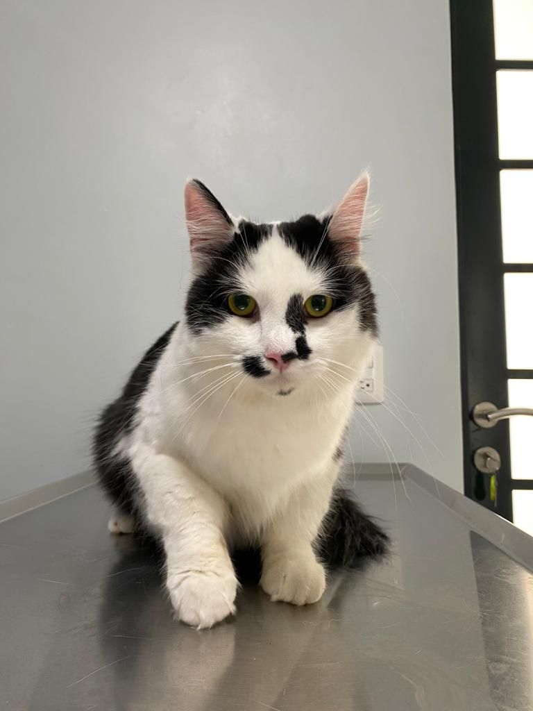 Ventajas de la esterilización/castración en perros y gatos