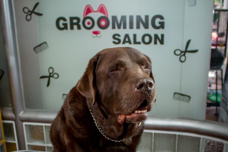 Consejos para el cuidado de la salud bucal de tu mascota