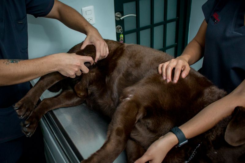 Ortopedia/Neurología