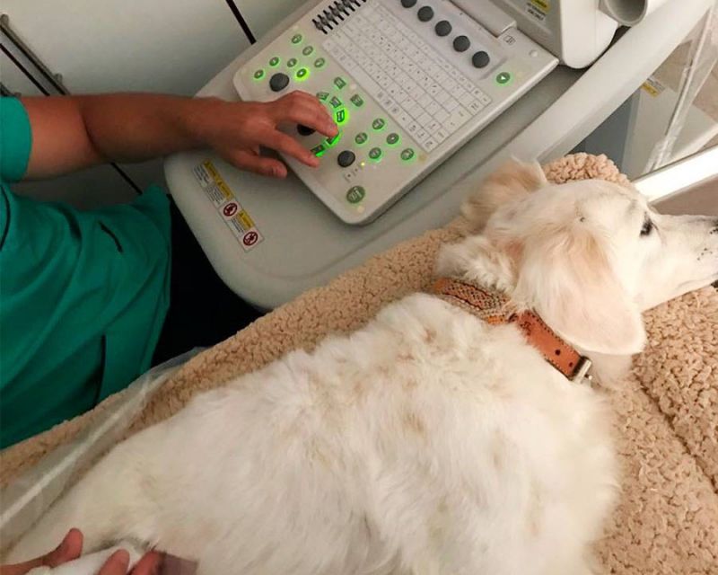 Ultrasonido Ultrasonido